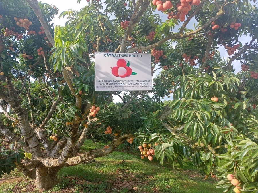 Vải thiều của Tổ hợp tác có vỏ đẹp, cùi trong, không chảy nước, vị thanh mát, chín đỏ nên được nhiều người đặt mua &lpar;Ảnh: NVCC&rpar;.