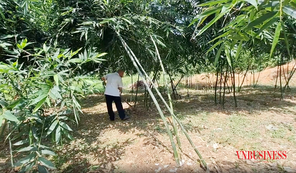 Mô hình ứng dụng kỹ thuật trồng tre Lục Trúc được đánh giá cao, tạo sinh kế cho người nông dân vươn lên phát triển kinh tế gia đình.