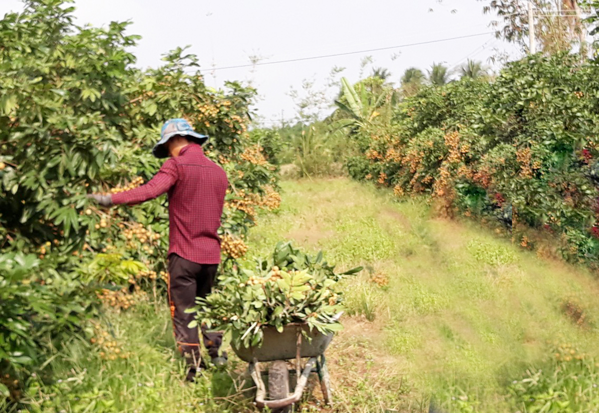 Hiệu quả chuyển đổi cơ cấu cây trồng, vật nuôi là động lực để Đốc Binh Kiều xây dựng nông thôn mới.
