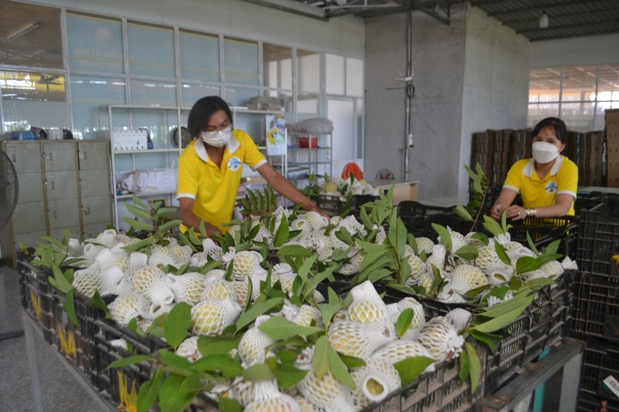 Mãng cầu của HTX Nông nghiệp Mãng Cầu Thạnh Tân không chỉ được đưa vào các hệ thống siêu thị và cửa hàng trong nước và xuất khẩu sang các thị trường nước ngoài.