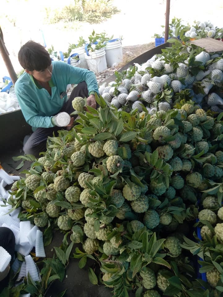 Sản phẩm sau khi thu hoạch sẽ được tuyển lựa, với trái tươi đạt chuẩn cung cấp theo hợp đồng, sản phẩm không đạt chuẩn sẽ được chế biến theo quy trình chất lượng và an toàn vệ sinh thực phẩm.