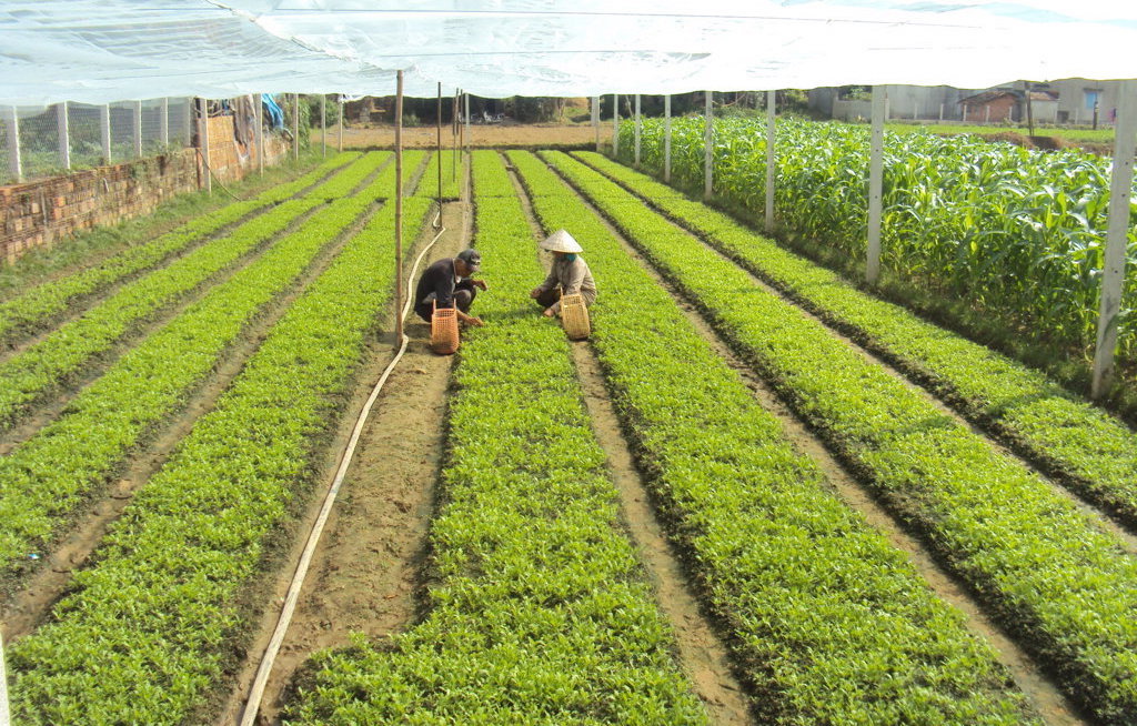 HTX nông nghiệp Thuận Nghĩa đang mở rộng diện tích trồng rau hợp chuẩn VietGAP.