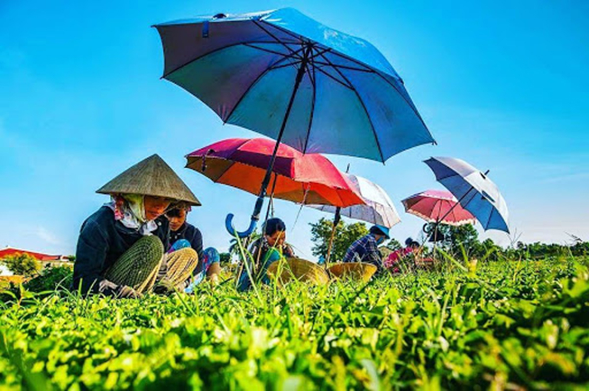 Huyện Quảng Điền đang đẩy mạnh phát triển các sản phẩm nông nghiệp chủ lực.