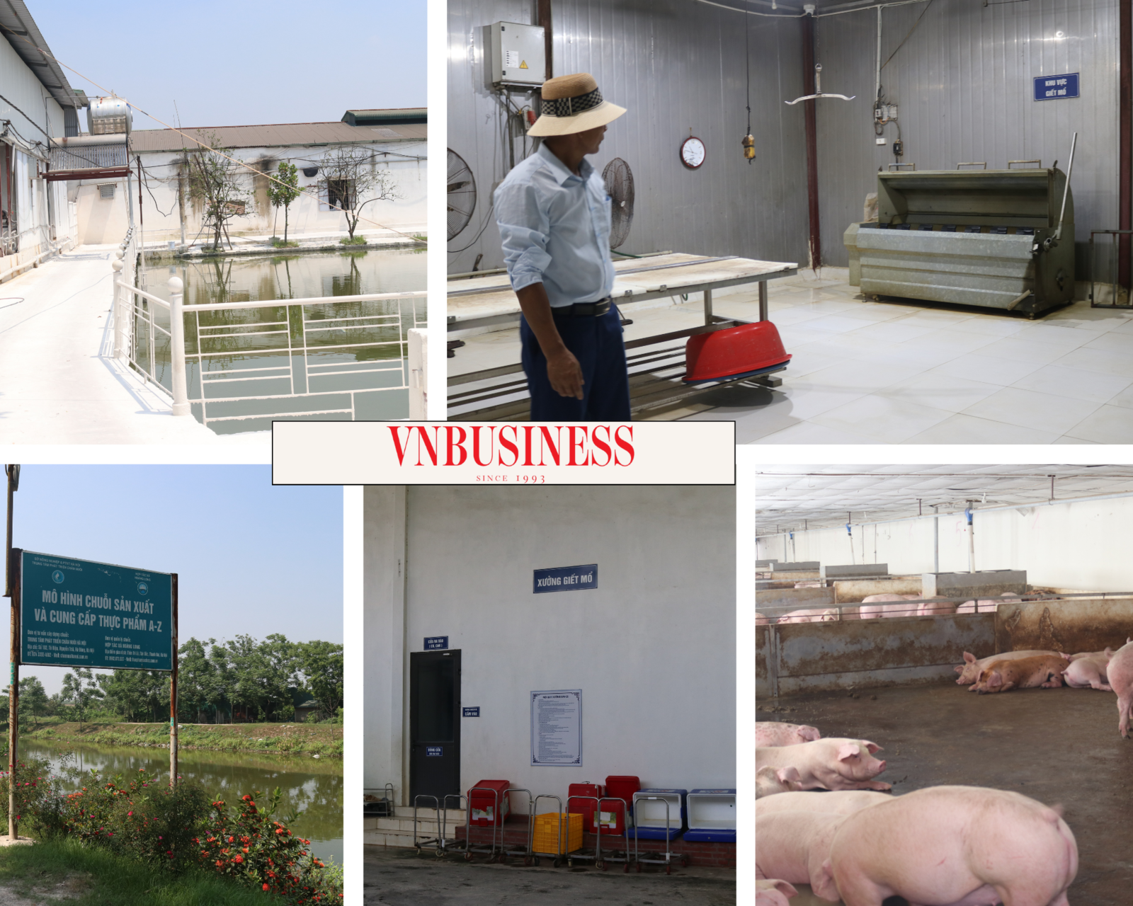 Khu chuồng trại được đầu tư khá bài bản, đảm bảo vệ sinh ở HTX Hoàng Long.