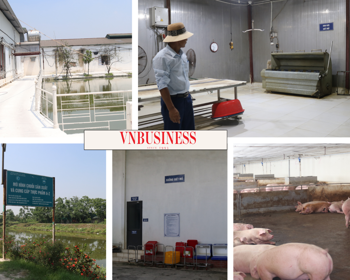 Khu chuồng trại được đầu tư khá bài bản, đảm bảo vệ sinh ở HTX Hoàng Long.