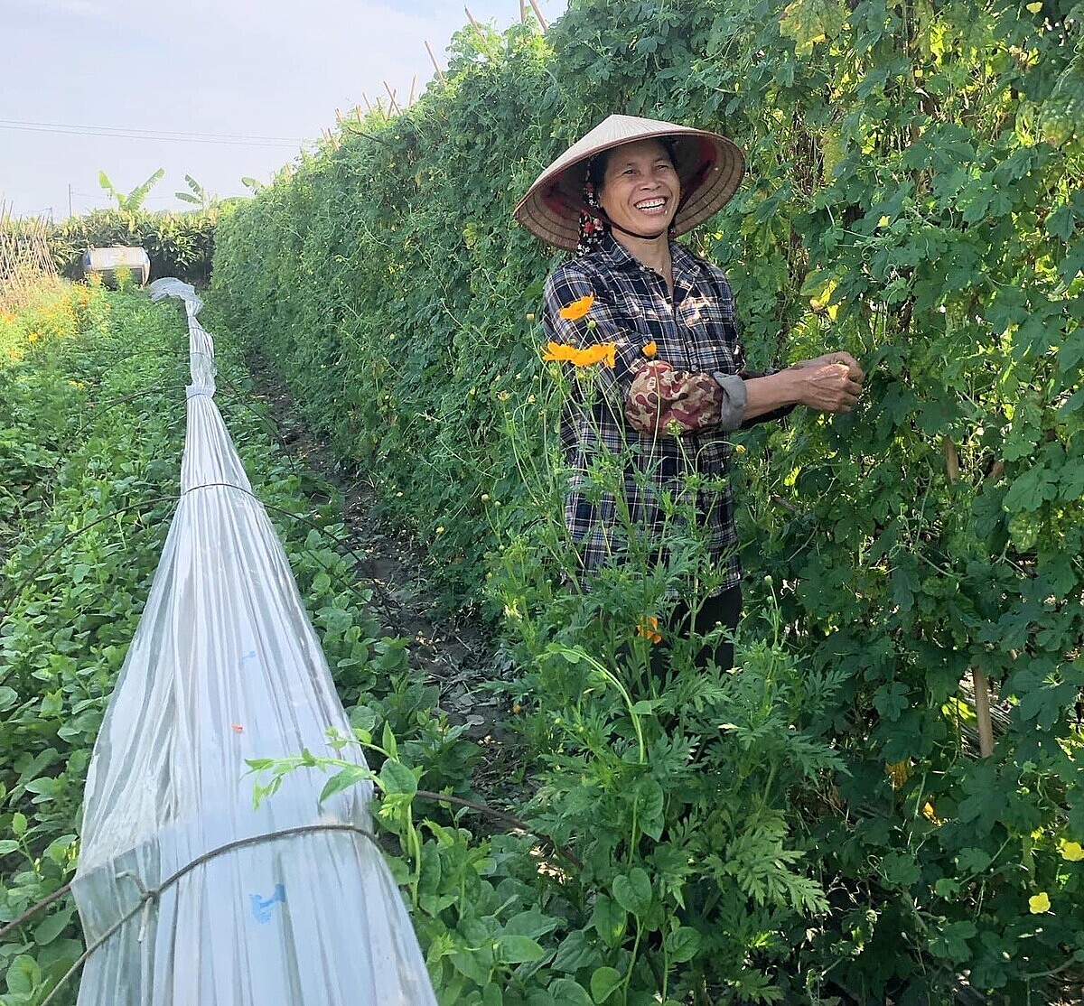 Nhiều HTX ở Hà Nội vẫn tiếp tục phát triển sản xuất bền vững nhờ sự hỗ trợ của thành phố.