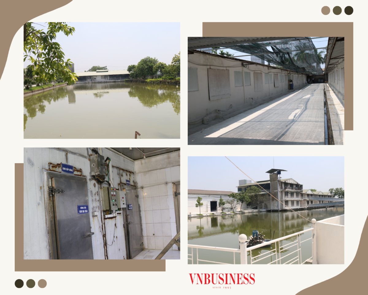 Đa số các HTX chăn nuôi gặp khó khăn về vốn và đất sản xuất nên khó phát triển bền vững.