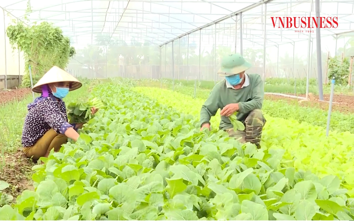 Vào HTX, sản xuất theo hướng hiện đại, ứng dụng khoa học kỹ thuật giúp nông dân tăng giá trị.