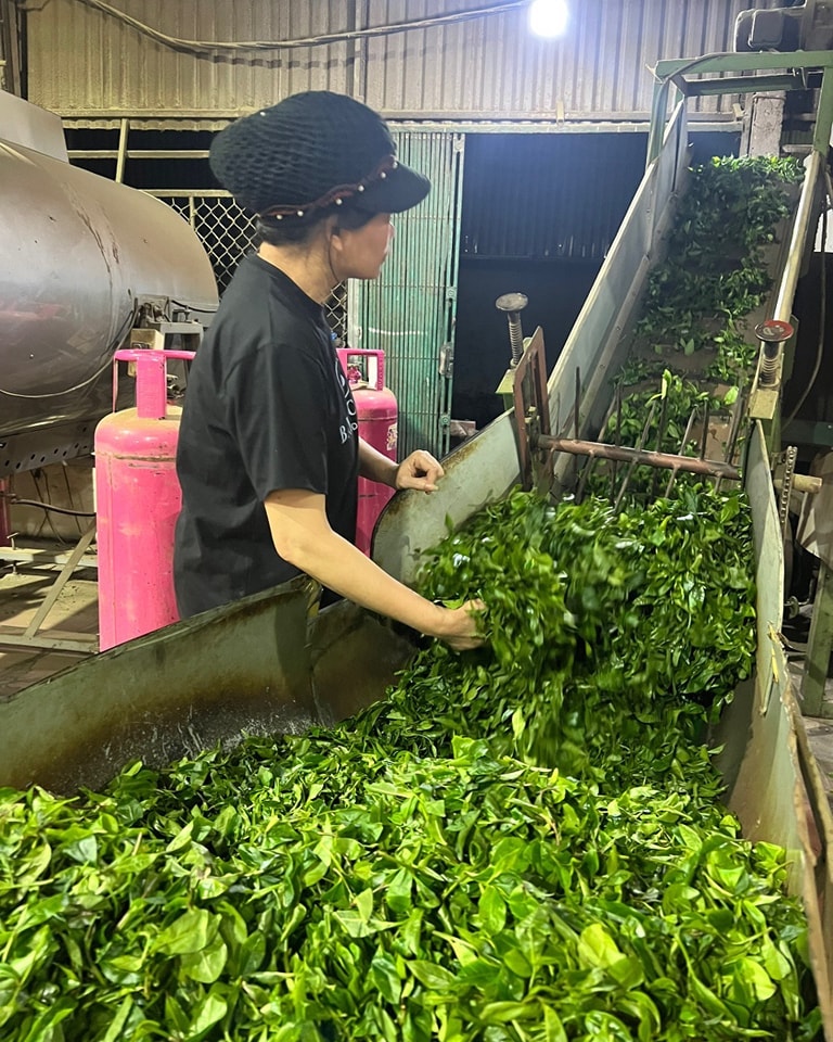 Chè tươi sau khi thu hoạch sẽ được chế biến để giữ được vị thơm ngon của chè