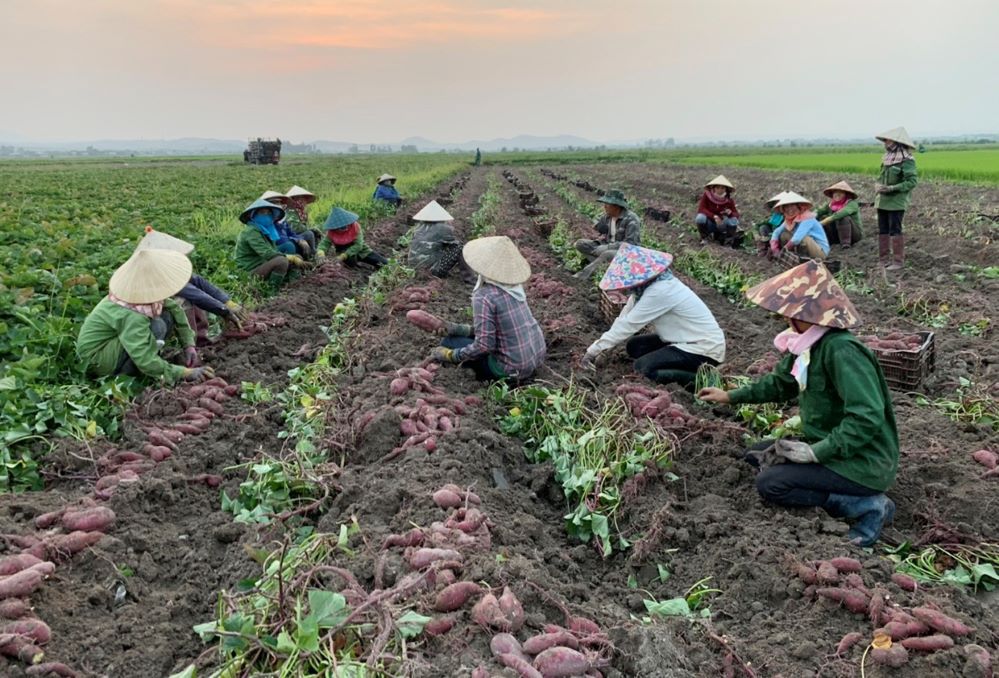 Phát triển chuỗi liên kết để gia tăng giá trị nông sản, trong đó các HTX là mắt xích quan trọng.
