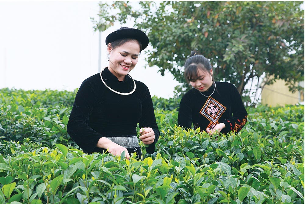 Giám đốc Hoàng Thị Tân tự tay chăm sóc vườn chè của gia đình.