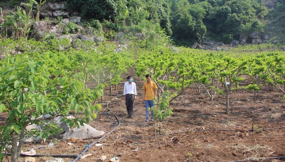 Phát triển HTX giúp tạo việc làm và giảm nghèo hiệu quả ở Sơn La.