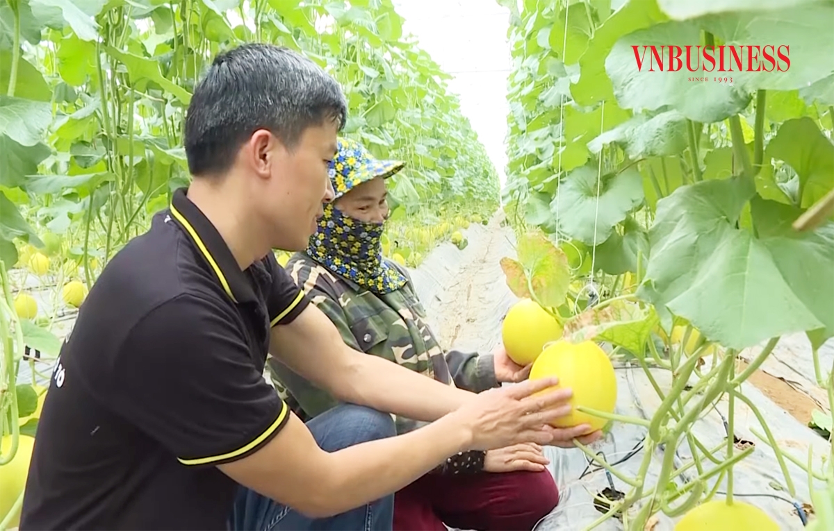 Các chuỗi liên kết giữa HTX, doanh nghiệp đang là điểm tựa sản xuất cho nông dân.