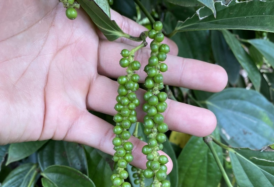 Thị trường hồ tiêu trong nước đã có hai ngày tăng liên tiếp.