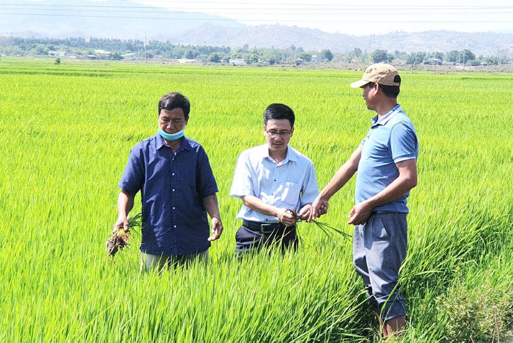 Phú Thiện chú trọng giảm nghèo bền vững từ tái cơ cấu nông nghiệp theo hướng sản xuất tập trung, quy mô lớn.