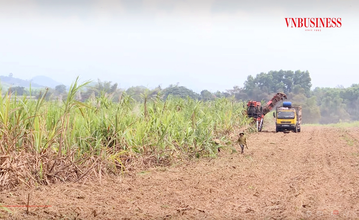 Chuyển đổi cơ cấu cây trồng theo hướng hiện đại giúp Tân Kỳ có nhiều sản phẩm thế mạnh như mía, cây ăn quả...