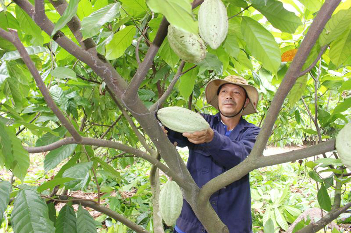 Các HTX đang là điểm tựa cho nông dân khi tham gia vào chuỗi, làm ăn với doanh nghiệp.