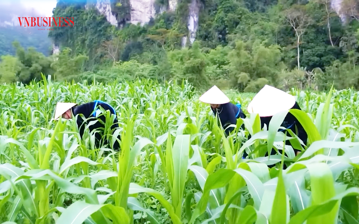 Thành công trong chuyển đổi cơ cấu nông nghiệp là điểm tựa thoát nghèo cho đồng bào dân tộc thiểu số ở Tuyên Quang.