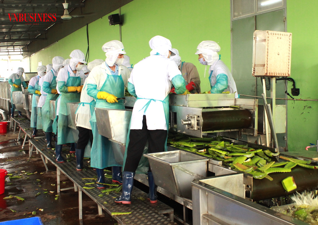 Để gỡ khó dòng tiền cho chuỗi giá trị kinh doanh nông nghiệp đang cần những giải pháp tài trợ vốn cởi mở hơn.