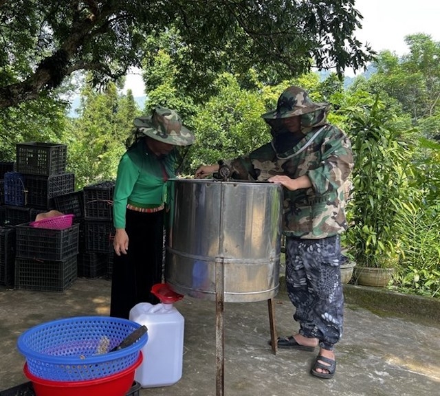 Thành viên HTX Green Life thực hiện quy trình quay lấy mật đảm bảo tiêu chuẩn OCOP.