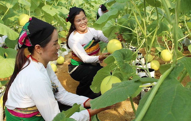 Nhiều HTX, tổ hợp tác sản xuất cây dược liệu đã liên kết sản xuất hàng hóa quy mô lớn, từ đó tăng thu nhập cho người nông dân.