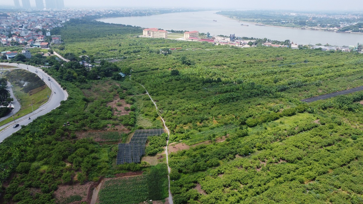 Toàn HTX Đông Dư hiện có tổng diện tích khoảng 130 ha; trong đó có 105 ha trồng ổi, 12 ha trồng rau, còn lại là một số cây trồng khác.