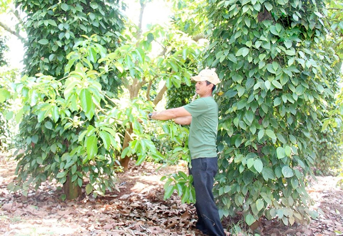 Đắk Mil đang hướng nông dân vào sản xuất theo chuỗi giá trị, ứng dụng công nghệ cao &lpar;Ảnh: BĐN&rpar;.