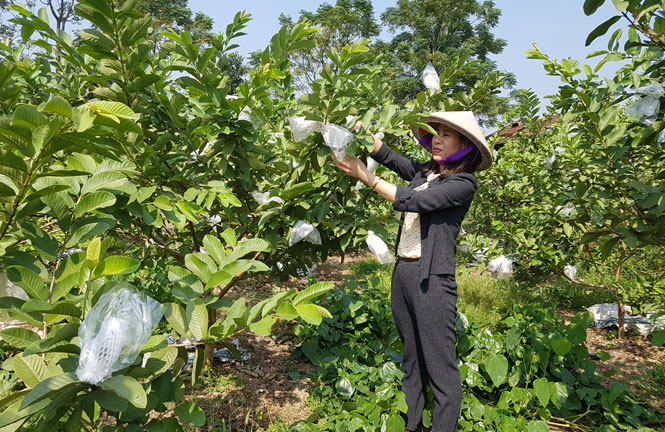 Nhờ trồng giống ổi Đài Loan đã mang lại thu nhập hàng trăm triệu đồng mỗi năm cho người dân Linh Sơn.