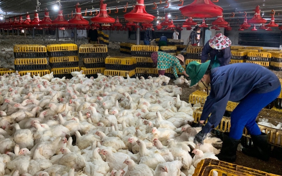 Long Thành đã có không ít mô hình sản xuất nông nghiệp đô thị được hình thành với vai trò của kinh tế hợp tác và sự tham gia nhiệt tình của đồng bào Công giáo.