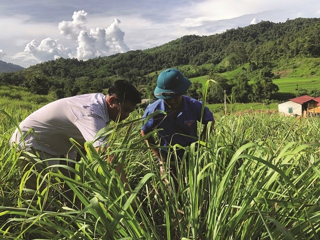 Phát triển cây dược liệu không chỉ giúp nhiều hộ dân xóa đói, giảm nghèo, mà còn có cơ hội vươn lên làm giàu.
