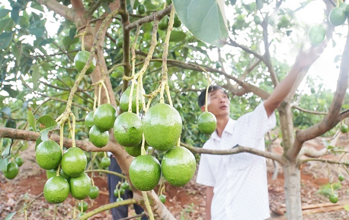 Cây ăn quả là một trong những thế mạnh của huyện Đắk Mil &lpar;Ảnh: BĐN&rpar;.