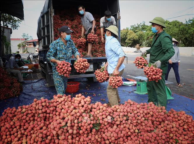 Thủ phủ vải thiều Bắc Giang: Cảnh giác với gian lận mã số vùng trồng
