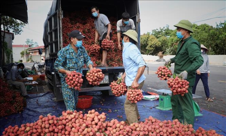 Thủ phủ vải thiều Bắc Giang: Cảnh giác với gian lận mã số vùng trồng