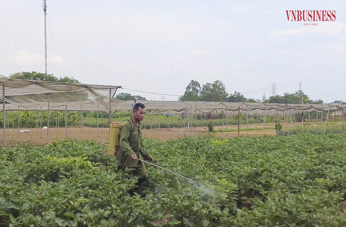 Tổ sản xuất rau an toàn Đồng Hoàng luôn đảm bảo các tiêu chí khắt khe theo tiêu chuẩn VietGAP.