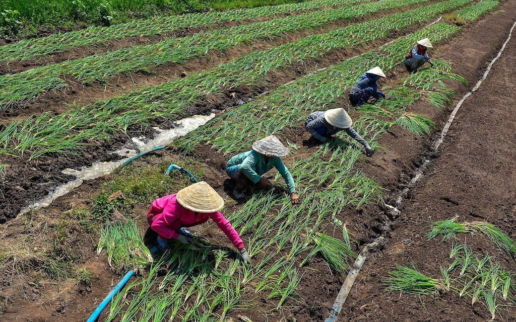 HTX được kỳ vọng là “nhân tố” góp phần giảm nghèo ở Châu Thành.