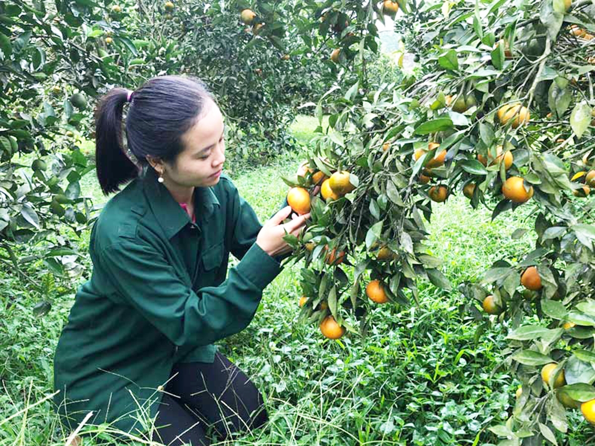 Trồng cây ăn quả đang là một trong những mô hình hiệu quả ở Kim Bôi &lpar;Ảnh: BHB&rpar;.