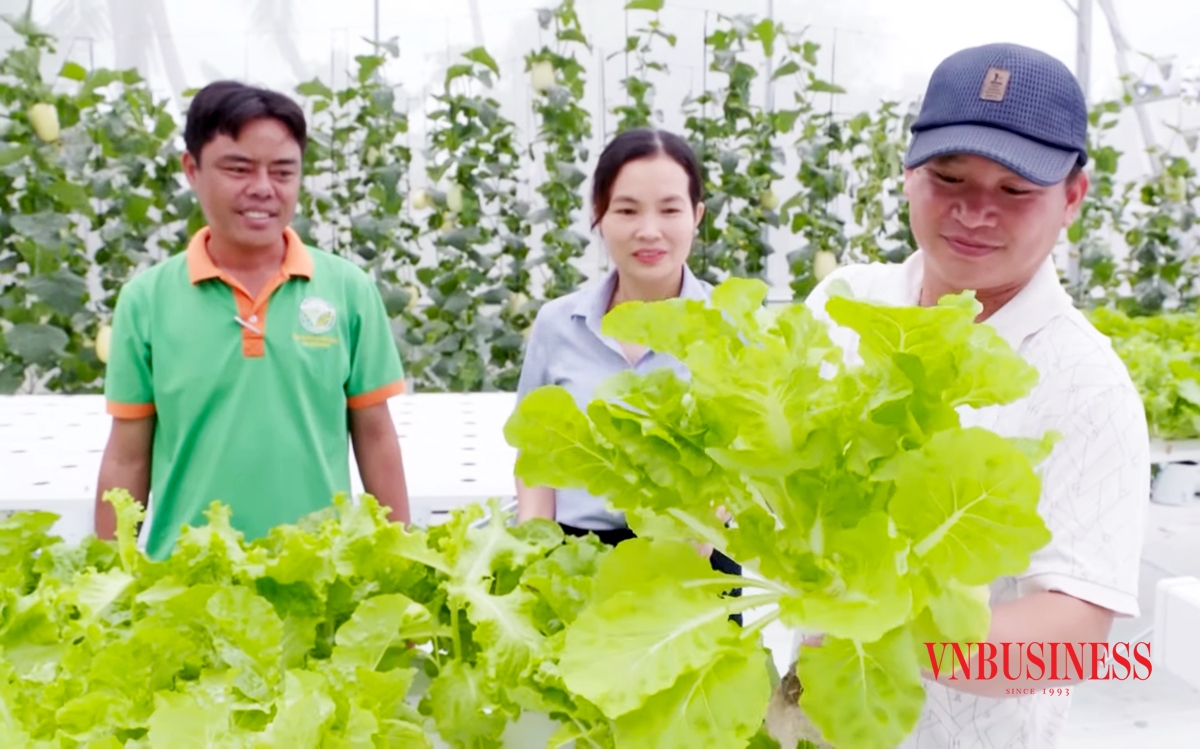 Chuyển đổi cơ cấu cây trồng ở Vị Thủy có vai trò quan trọng của các HTX.