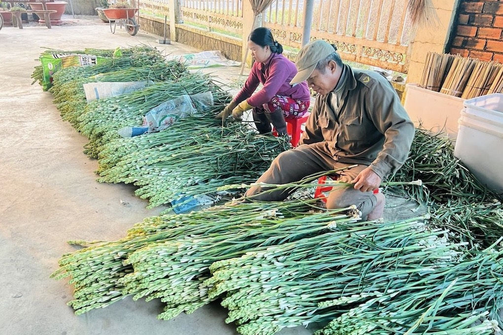 Hoa huệ trắng giúp người dân, giáo dân ở Hảo Đước “xoá đói, giảm nghèo”, mang lại thu nhập khá ổn định.