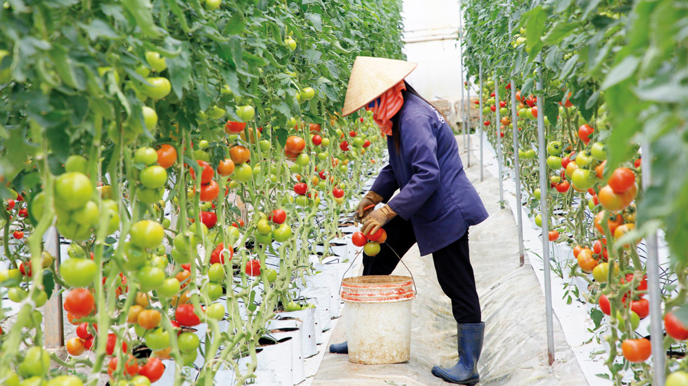 Muốn chuyển đổi số hiệu quả, cần có công nghệ phù hợp với ngôn ngữ của nông dân, thành viên HTX.