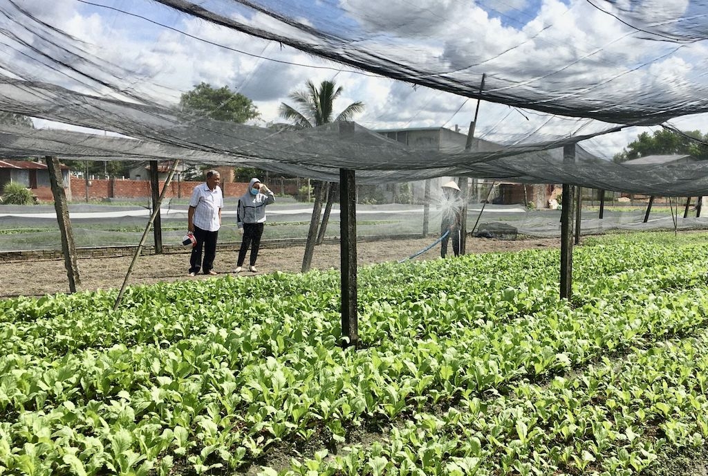 Giáo xứ Cao Xá đã hình thành vùng chuyên canh rau xanh.