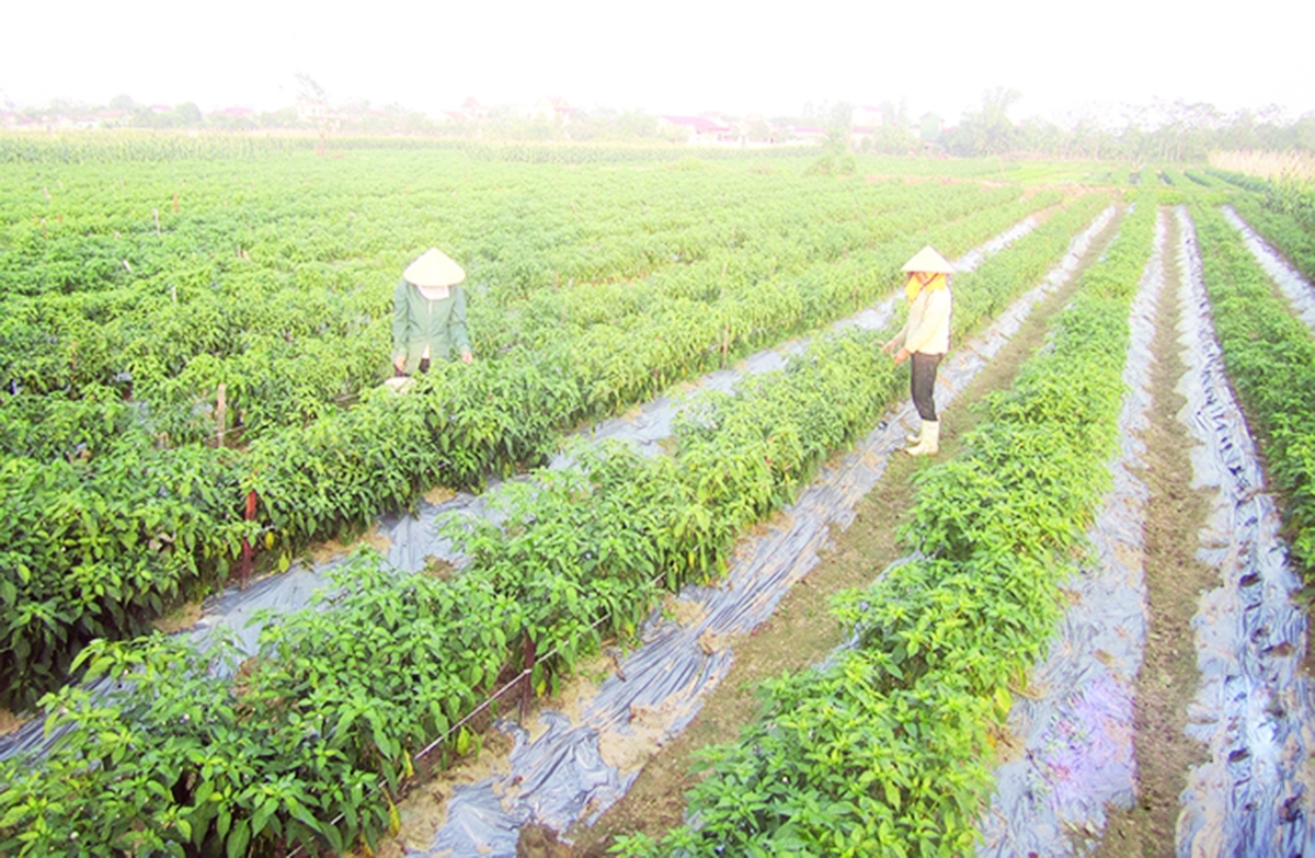 Chuyển đổi cơ cấu cây trồng là điểm tựa xây dựng nông thôn mới ở Hậu Lộc &lpar;Ảnh: BTH&rpar;.