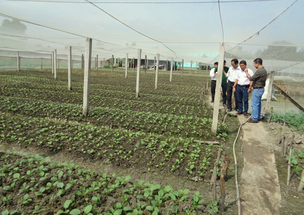 Nhờ các HTX trồng rau ứng dụng công nghệ cao đã giúp nông dân Cần Giuộc thay đổi tư duy sản xuất, thoát nghèo bền vững.