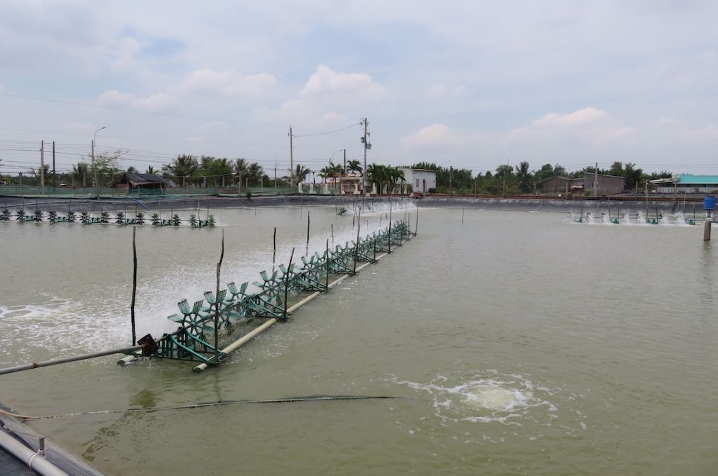 Ở Cần Giuộc hiện có 5 HTX, 42 tổ hợp tác nuôi tôm nước lợ có ứng dụng công nghệ cao.