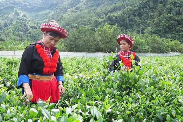 Ở Bắc Kạn đã xuất hiện ngày càng nhiều đồng bào người Dao tham gia HTX hoặc làm quản lý HTX.