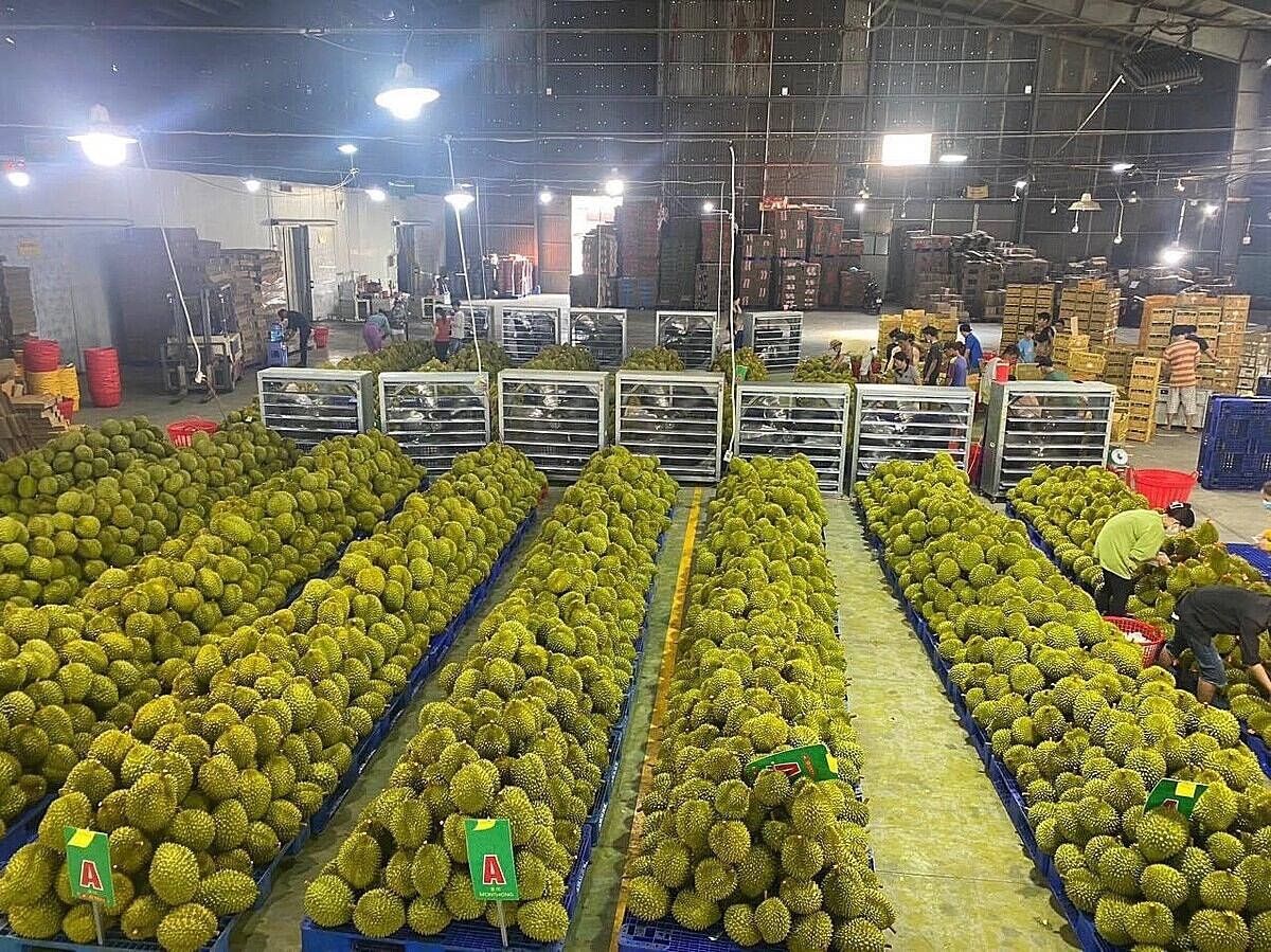 Sầu riêng đạt tiêu chuẩn xuất khẩu được lựa chọn rất kỹ nên nông dân, HTX cần học cách phân loại nông sản để có hướng bán hàng phù hợp.