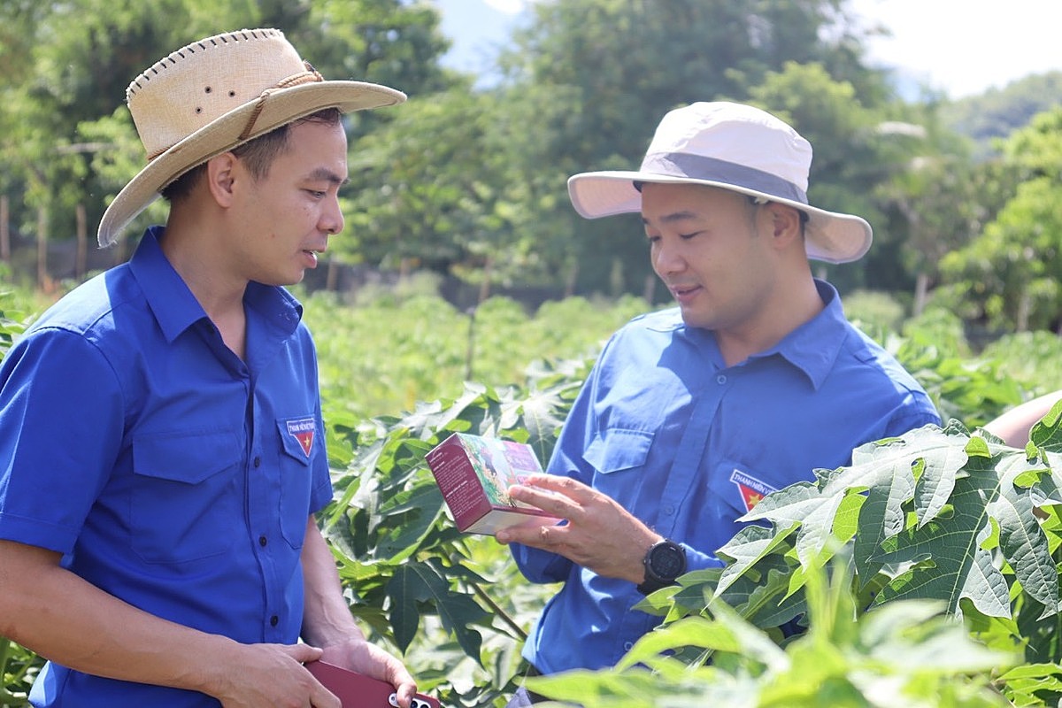 Trồng và chế biến hoa đu đủ đực tại HTX Tuổi trẻ 26/3 đã tạo việc làm và thu nhập cho nhiều thanh niên dân tộc thiểu số ở Sơn La.
