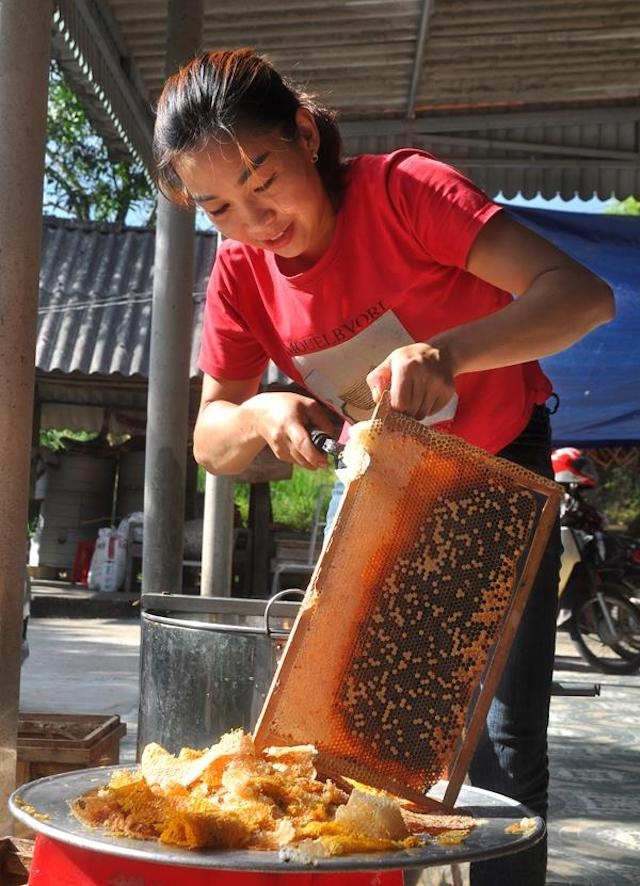 Phần nắp sáp ong sau khi được lấy ra khỏi tổ ong sẽ được đưa vào máy quay lấy mật.