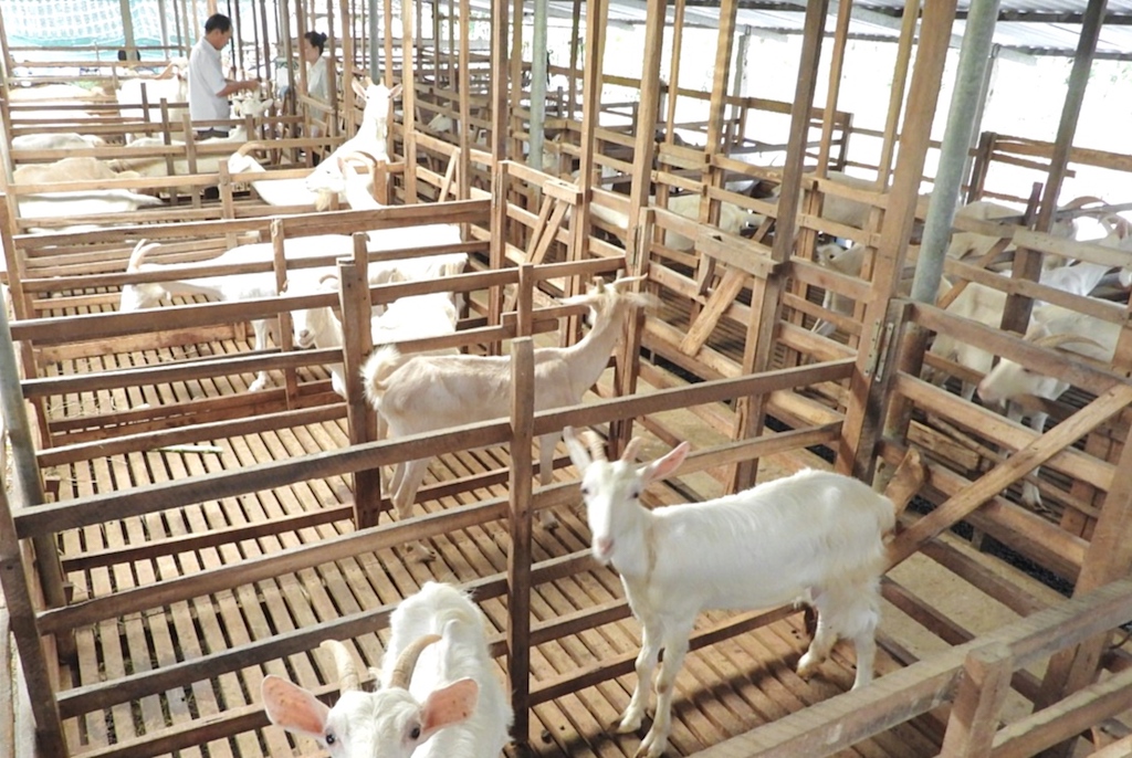 Sự tham gia nhiệt tình của bà con tín đồ Phật giáo Hòa Hảo ở huyện Châu Thành đã giúp các vùng quê ngày càng khởi sắc, đưa các HTX đi lên, góp phần kéo giảm tỷ lệ hộ nghèo.