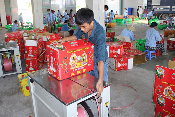 80-90% sản lượng thanh long Việt Nam được xuất khẩu tới thị trường Trung Quốc.