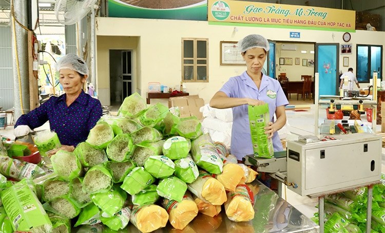 HTX Hùng Lô &lpar;Phú Thọ&rpar; đầu tư bao bì cho sản phẩm mì gạo.